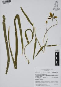 Calochortus spatulatus image